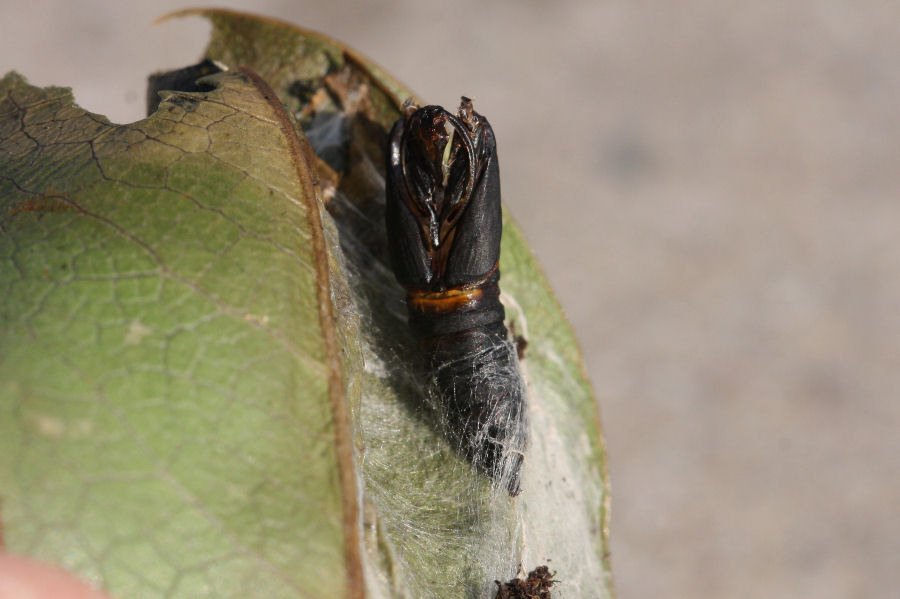 Nozze sulla menta del terrazzo: Cacoecimorpha pronubana